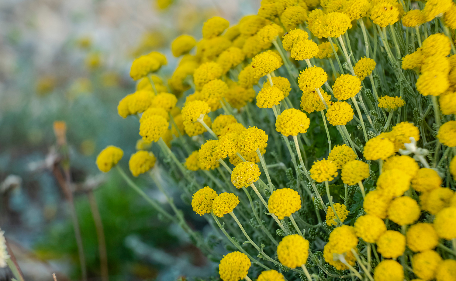 Helichrysum ヘリクリサム(Immortelle イモーテル)