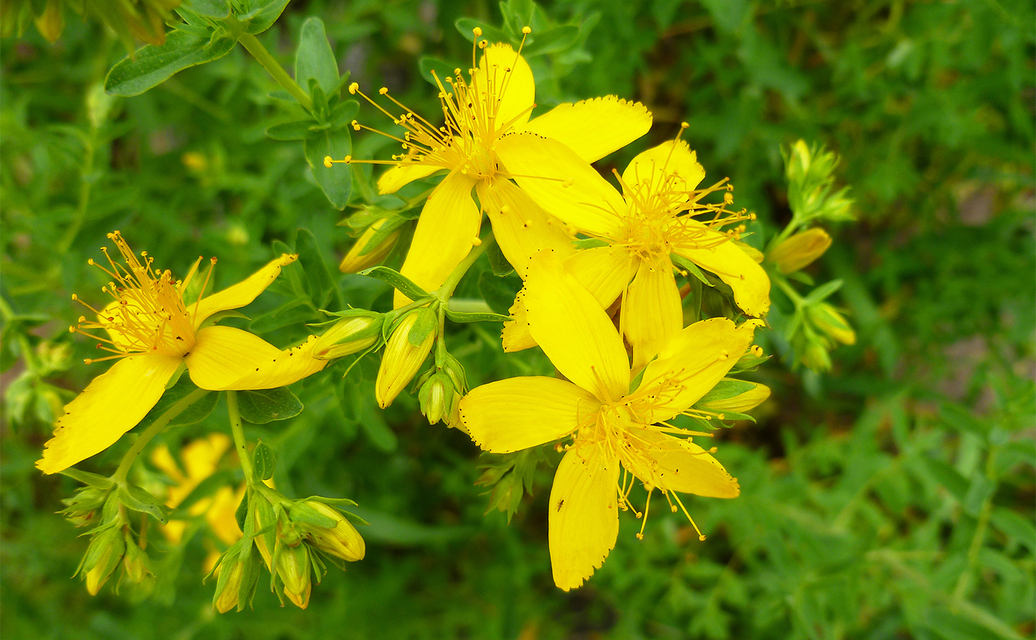 St. John's wort セントジョーンズワート(Hypericum perforatum 西洋オトギリソウ)